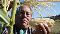 Pressebild „Unser Saatgut“ Stammesältester und Samenretter Louie Hena im Tesuque Pueblo mit dem ,Mutter-Mais‘ in der Hand, Vorfahrin der von ihm angebauten Maissorten.